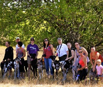 Great Dane Meet up Kansas City