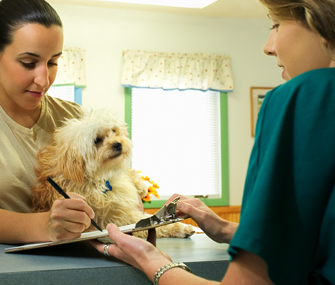Dog at veterinary receptionist's desk
