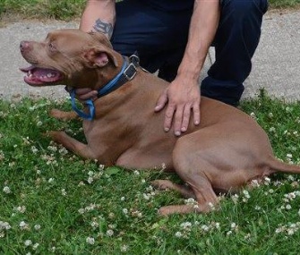 Ace, a 2-year-old Pit Bull, licked a sleeping deaf boy's face until he woke up to alert him to a fire in their home.