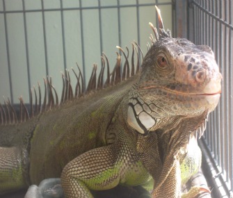 Iguana in cage