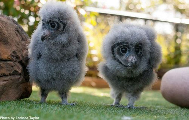 Sooty owlets at the Taronga Zoo