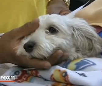 Gordo was struck by a stolen van during a police chase in Los Angeles Wednesday.