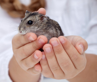 Kid Holding Hamster