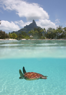 Turtle Sanctuary in Bora Bora