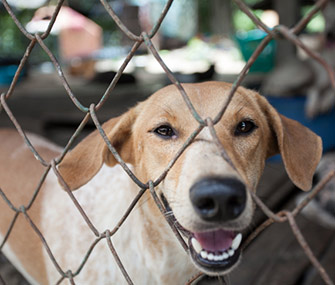 Adoptable Dog