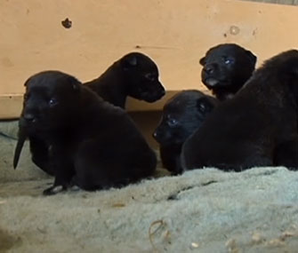 A stray dog who was rescued by a California family went back for her seven puppies.