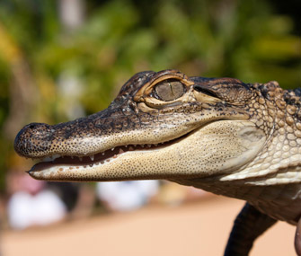 Baby Alligator
