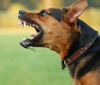 Aggressive Dog