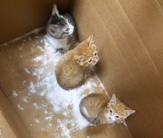 A total of four kittens were found abandoned in a box during a Cleveland snowstorm.
