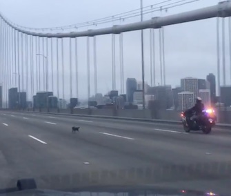 California Highway Patrol officers rescued a Chihuahua from the Bay Bridge on Sunday.