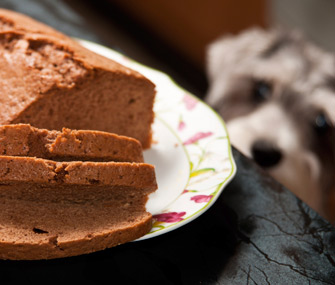 Dog Wanting to Steal Food