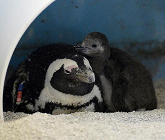 One of the chicks warms up with mom at the Mystic Aquarium.