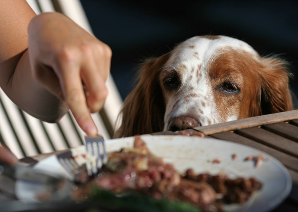 dog pet begging human youre