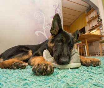 german shepherd croc charm