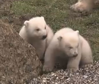 Netherlands polar bear cubs
