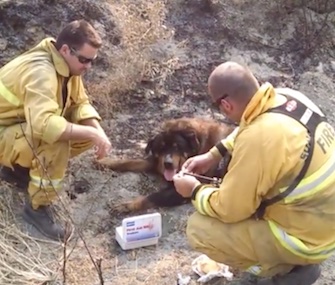 Sonoma Valley firefighters help an injured dog found in the burn area of the Rocky Fire last week.