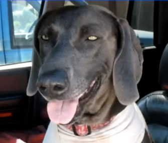 Kayla was saved by the Central California SPCA.