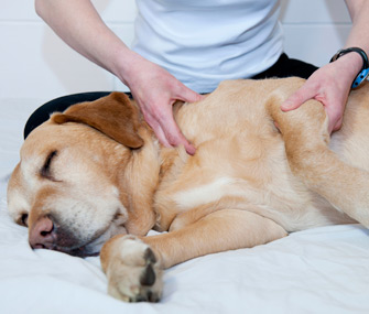 Dog getting massage