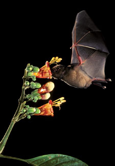 bat pollinating flowers