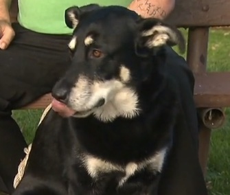 A dog who was trained to help one of the victims of the Oregon college shooting is now comforting her fiance.