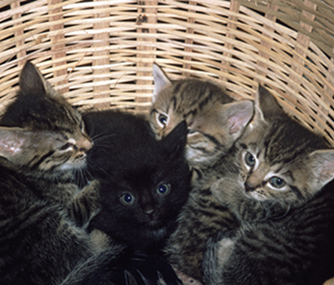 Rehome Scam Kittens