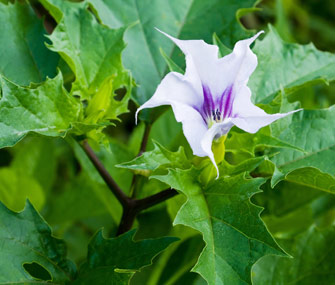 Jimson Weed