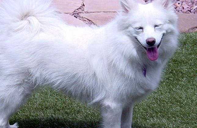 Cotton Rescue Dog