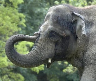 Asian elephants Rama, pictured, and Packy will be treated for tuberculosis at the Oregon Zoo.