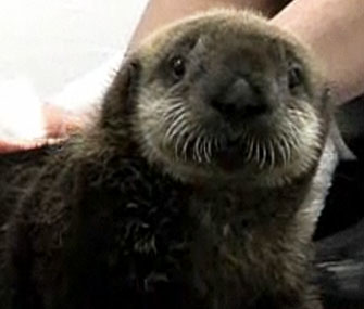 Baby otter Cayucos