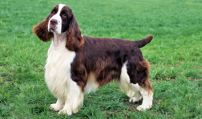 English Springer Spaniel Dog Breed Information