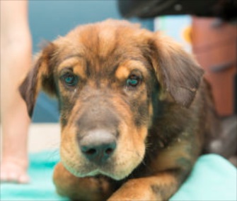 An Australian Shepherd mix was pulled from a Phoenix canal moments before drowning.