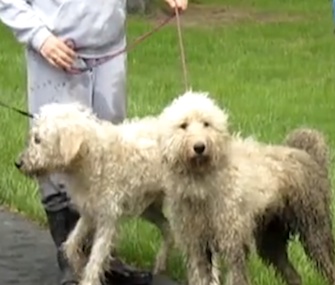 Mator helped rescuers lure his pal Tinkerbell to safety.