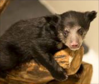 sloth bear cub