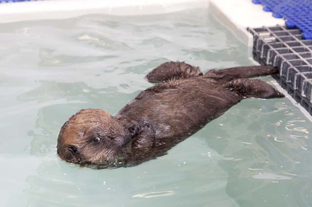 otter swimming