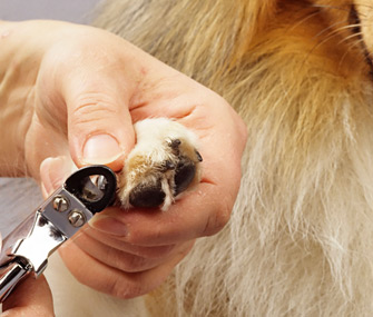 easiest way to clip dog nails