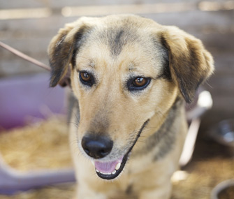 Dog in kennel