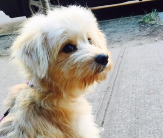 David Burtka and Neil Patrick Harris adopted Gidget from Thailand.