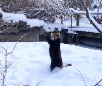 Two adorable red pandas had the time of their lives in the snow at the Cincinnati Zoo.