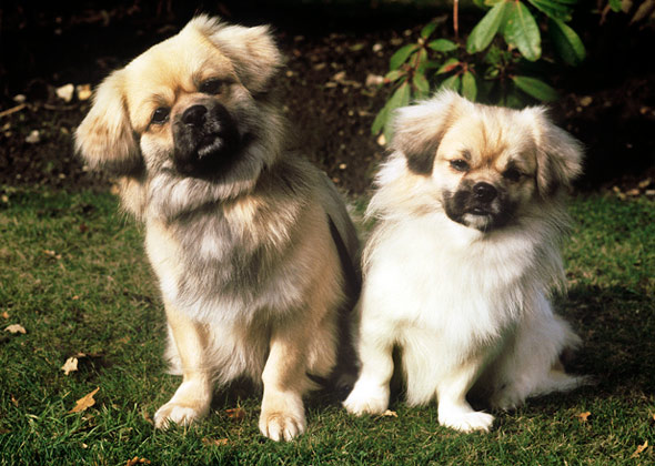 dwarf pekingese