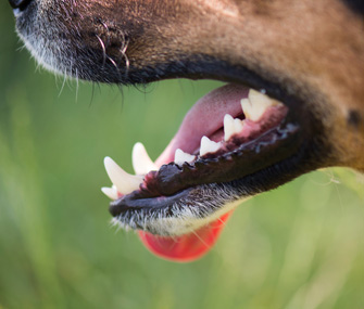 Closeup of dog's teeth