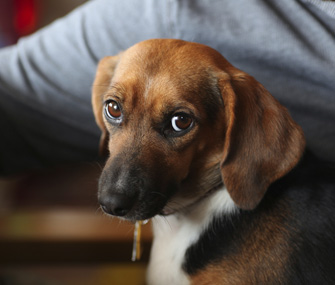 Foster Dog