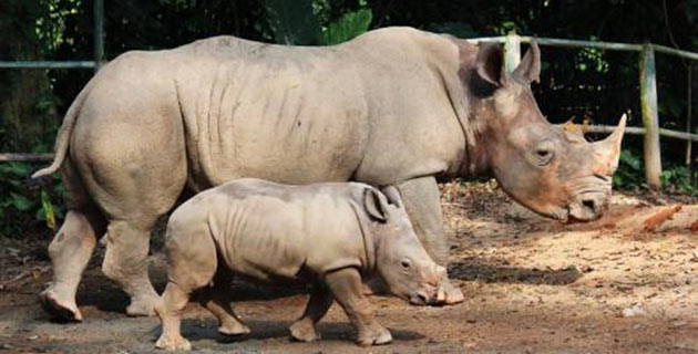 Baby white rhino Jumaane and his mom, Shova, at the Singapore Zoo.