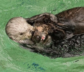 Thelma, 16, takes 5-month-old otter pup Juno for a swim at the Oregon Zoo.