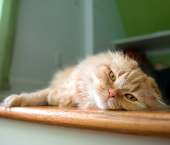 Cat lying on floor