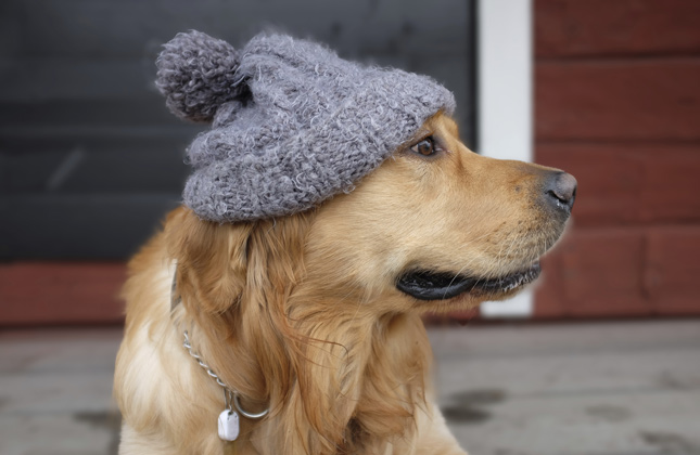 Golden Wearing Hat