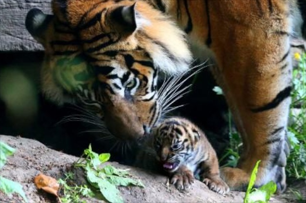 Chester Zoo tiger cub and mom