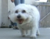 Princess the Bichon Frise was reunited with owner April Allen.