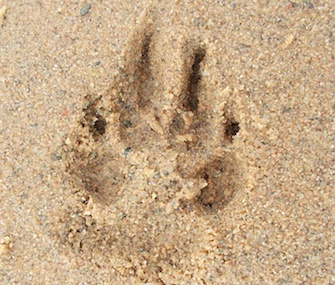 Unger shared this photo of a paw print in the sand with the news of Schoep's death.