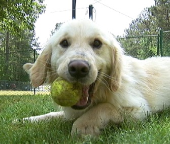 The Atlanta-based Adopt a Golden flew 36 abandoned Golden Retrievers from Turkey to the U.S.