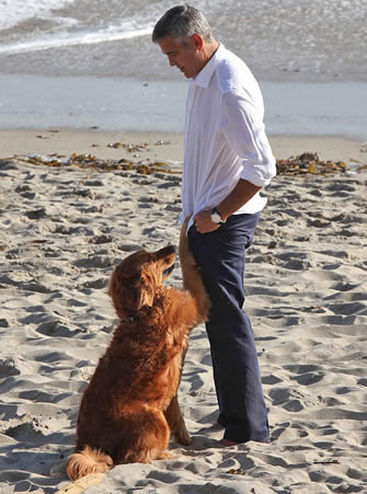 George Clooney and Golden Retriever on the Beach
